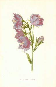 زهرة الجرس العريض