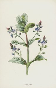 Brooklime (chromolitho) بواسطة فريدريك إدوارد هولم
