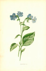 Browallia بواسطة فريدريك إدوارد هولم