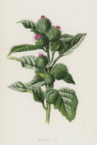 الأرقطيون (chromolitho) بواسطة فريدريك إدوارد هولم