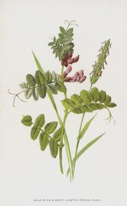 بوش-البيقية والعشب الربيعي المعطر الحلو (chromolitho) بواسطة فريدريك إدوارد هولم
