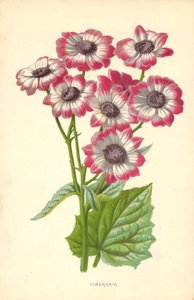 حفظ رماد الجثث بواسطة فريدريك إدوارد هولم