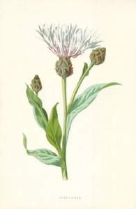 ردة الذرة