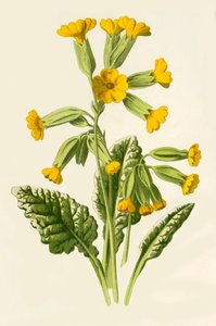 بقرة ، 1877.