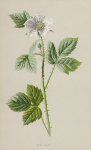 ديو بيري (كروموليثو) بواسطة فريدريك إدوارد هولم