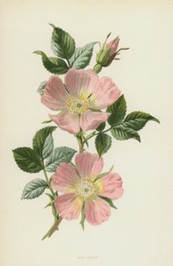 الكلب روز (chromolitho) بواسطة فريدريك إدوارد هولم