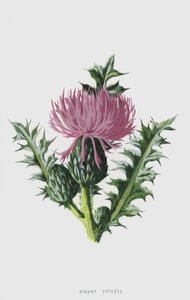 القزم الشوك (chromolitho) بواسطة فريدريك إدوارد هولم