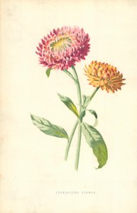 زهرة أبدية