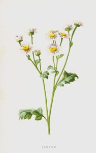 حمى (chromolitho) بواسطة فريدريك إدوارد هولم