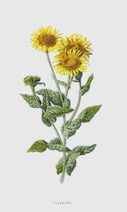 Fleabane (chromolitho) بواسطة فريدريك إدوارد هولم