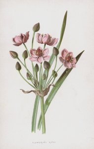 الذروة المزهرة (chromolitho)
