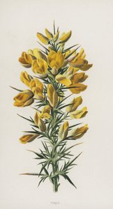 فورز (chromolitho) بواسطة فريدريك إدوارد هولم