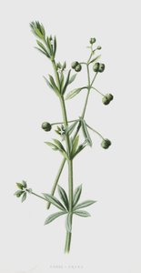 غوس غراس (chromolitho) بواسطة فريدريك إدوارد هولم