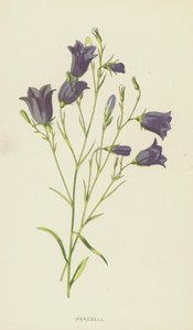 Harebell (chromolitho) بواسطة فريدريك إدوارد هولم