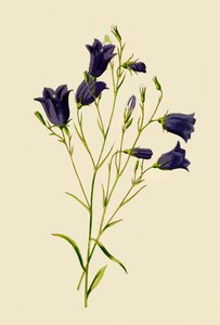 Harebell ، 1877. بواسطة فريدريك إدوارد هولم
