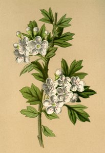 الزعرور ، 1877. بواسطة فريدريك إدوارد هولم