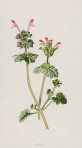 Henbit (chromolitho) بواسطة فريدريك إدوارد هولم