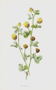 هوب تريفويل (chromolitho) بواسطة فريدريك إدوارد هولم