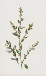 عقدة - عشب (chromolitho) بواسطة فريدريك إدوارد هولم