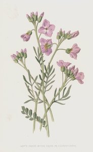 Ladys Smock أو Bitter Cress أو Cuckooflower (chromolitho)