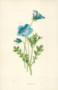 Nemophila بواسطة فريدريك إدوارد هولم
