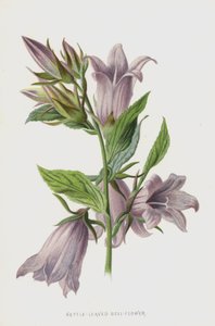 نبات القراص - زهرة الجرس (chromolitho)