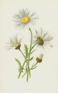 أقحوان Ox-Eye (chromolitho) بواسطة فريدريك إدوارد هولم