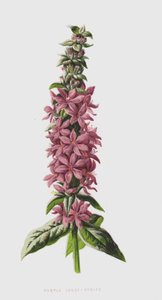 أرجواني فضفاض الفتنة (chromolitho) بواسطة فريدريك إدوارد هولم