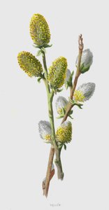 Sallow (chromolitho) بواسطة فريدريك إدوارد هولم