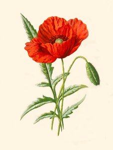 الخشخاش القرمزي ، 1877.