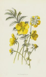 الطحالب الفضية (chromolitho) بواسطة فريدريك إدوارد هولم