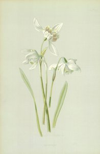 Snowdrop بواسطة فريدريك إدوارد هولم