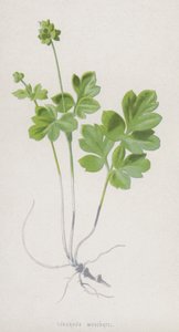 درنة موسشاتيل (chromolitho) بواسطة فريدريك إدوارد هولم