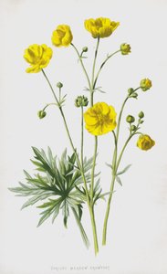 Upright Meadow Crowfoot (كروموليثو) بواسطة فريدريك إدوارد هولم