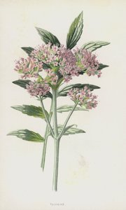 فاليريان (chromolitho) بواسطة فريدريك إدوارد هولم