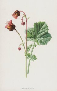 الماء Avens (chromolitho) بواسطة فريدريك إدوارد هولم