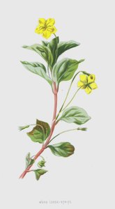 Wood-Strife (الكروموليتو) بواسطة فريدريك إدوارد هولم