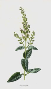 خشب المريمية (chromolitho) بواسطة فريدريك إدوارد هولم