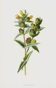 حشرجة صفراء (chromolitho) بواسطة فريدريك إدوارد هولم