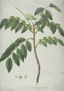 Brucea Antidysenterica ، 1777 (مرحاض ونسخة فوق الجرافيت على الرق) بواسطة فريدريك بوليدور نودر