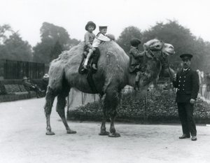 رحلة جمل باكتريانية مع الحارس هاري وارويك في حديقة حيوان لندن ، يونيو 1924 بواسطة فريدريك وليام بوند