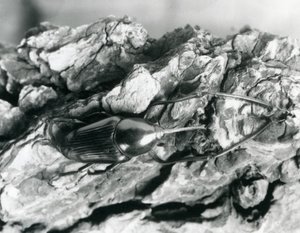 سوسة من الخيزران تستريح على قطعة من اللحاء ، حديقة حيوان لندن ، 1927 بواسطة فريدريك وليام بوند