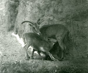 أغنام بربرية AoudadWaddanAruiArruis تغذي خروفها على تراسات مابين ، حديقة حيوان لندن ، أغسطس 1927 بواسطة فريدريك وليام بوند