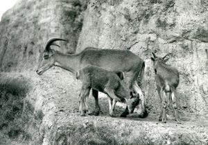 خروف بربري / Aoudad / Waddan / Arui / Arruis تقف مع صغيريها على Mappin Terraces ، حديقة حيوان لندن ، أغسطس 1927 (صورة b / w) بواسطة فريدريك وليام بوند