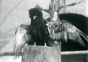 A Bateleur Eagle يقف على جذع شجرة وينتشر جناحيه ، حديقة حيوان لندن ، 1925 بواسطة فريدريك وليام بوند