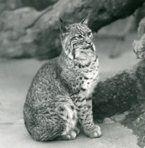 A Bay Lynx أو Bobcat جالسين في حديقة حيوان لندن ، مارس 1927 بواسطة فريدريك وليام بوند