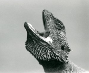 تنين ملتح ينظر للأعلى ويفغر ، حديقة حيوان لندن ، أغسطس 1928 (صورة بالأبيض والأسود) بواسطة فريدريك وليام بوند