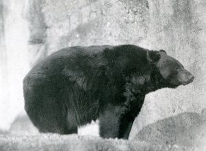 دب أسود يقف في غلافه ، على تراسات مابين ، في حديقة حيوان لندن عام 1924 بواسطة فريدريك وليام بوند