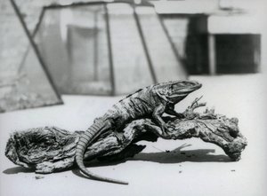 إيغوانا أسود شائك الذيل يستريح على سجل في حديقة حيوان لندن في أغسطس 1928 (صورة b / w) بواسطة فريدريك وليام بوند