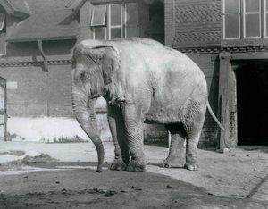 فيل بورمي يقف خارج منزل الفيل في حديقة حيوان لندن في عام 1929 (صورة بالأبيض والأسود) بواسطة فريدريك وليام بوند